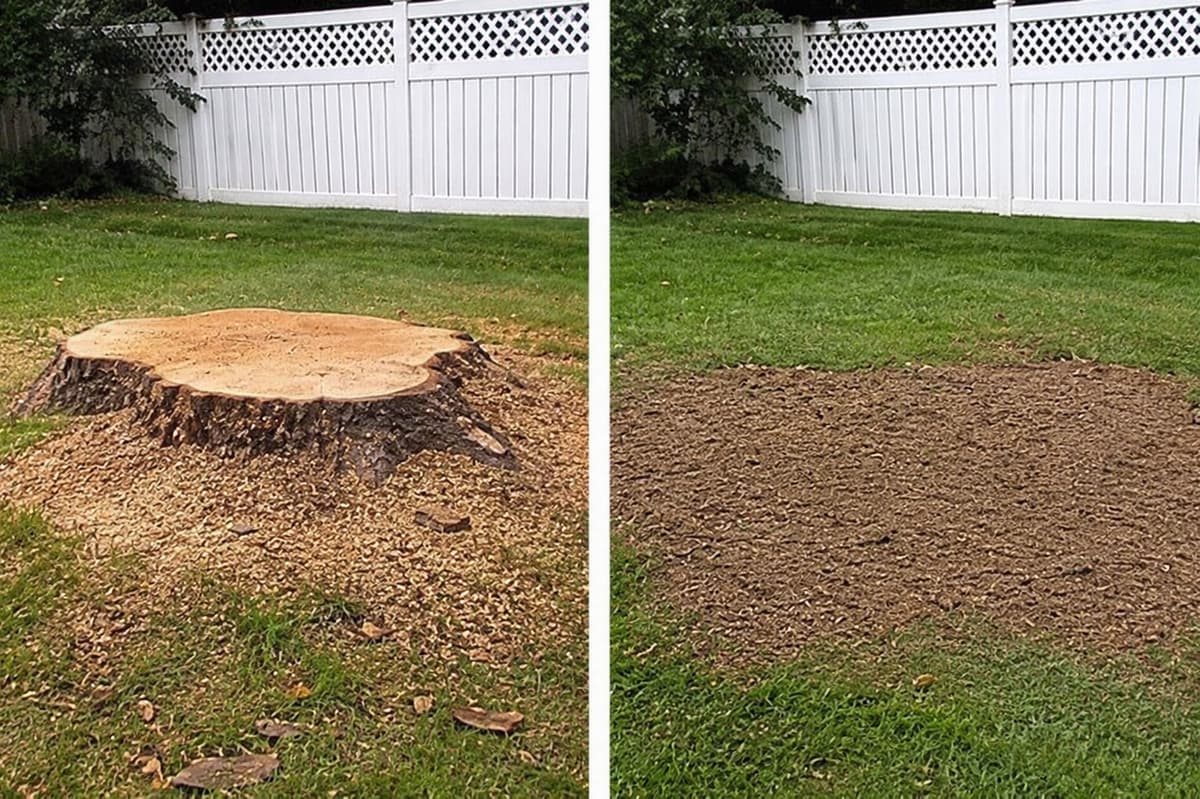 Before and after professional stump grinding oak tree stump removal