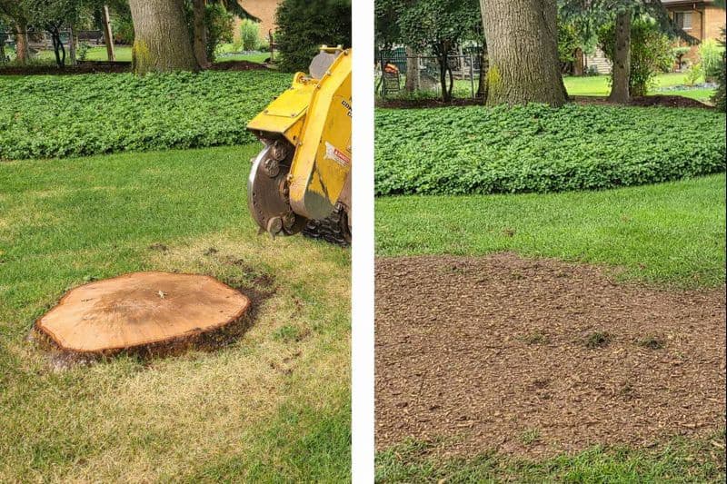 Before and after professional stump grinding oak tree stump removal